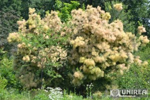 Parcul dendrologic Dr. Ioan Vlad din zona Valea Popii din Alba Iulia 43