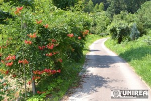 Parcul dendrologic Dr. Ioan Vlad din zona Valea Popii din Alba Iulia 56