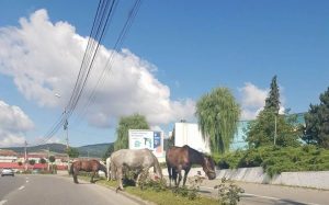 cai liberi la pascut pe marginea drumului in alba iulia04
