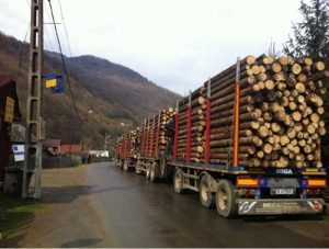 camioane - tir care transporta lemne