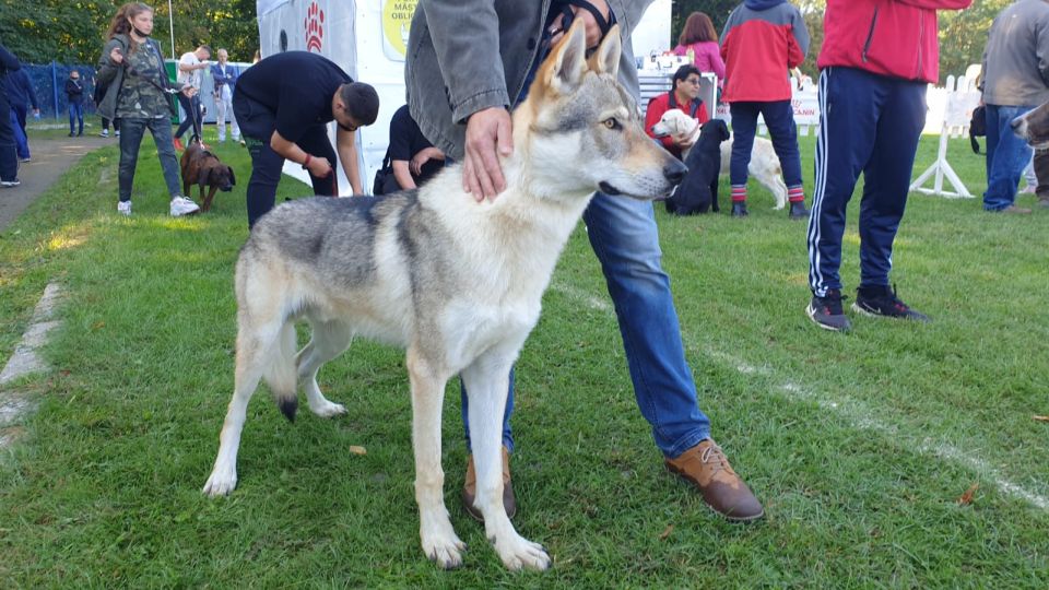 learn fresh politician VIDEO| Lupul Cehoslovac de la Expoziția Chinologică Internațională din  Sebeș: Ce vârstă are câinele care a câștigat „best puppy” la primul său  concurs - Ziarul Unirea
