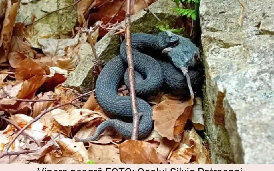 Alba, sulla mappa VIPERS della Romania: nella contea si trovano le tre specie di serpenti più velenose del nostro paese