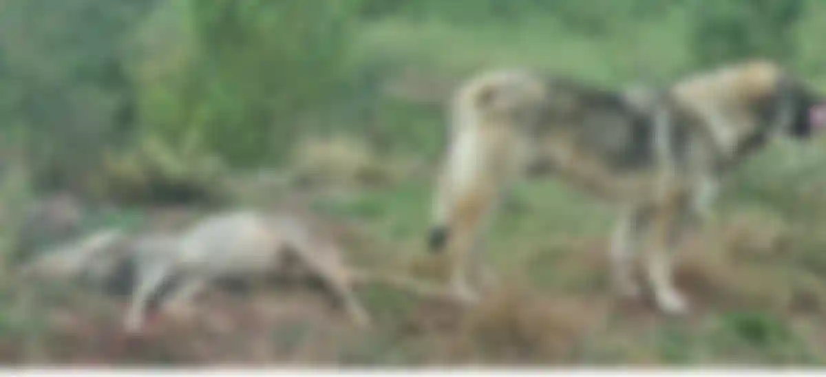 VIDEO ȘTIREA TA | Căprioară UCISĂ de o haită de câini pe o stradă din Alba Iulia. Localnicii sunt terifiați: ,,Trebuie să așteptăm până se întâmplă o tragedie?”