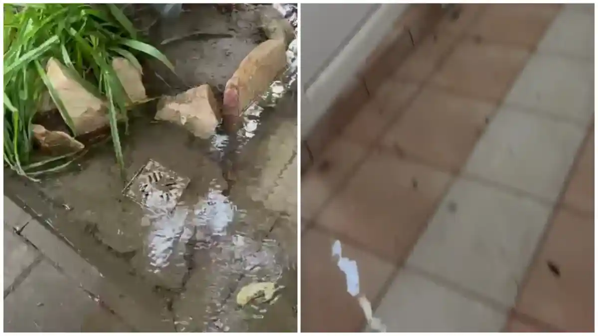 VIDEO ȘTIREA TA | Coșmar pentru un albaiulian din Recea: Cur