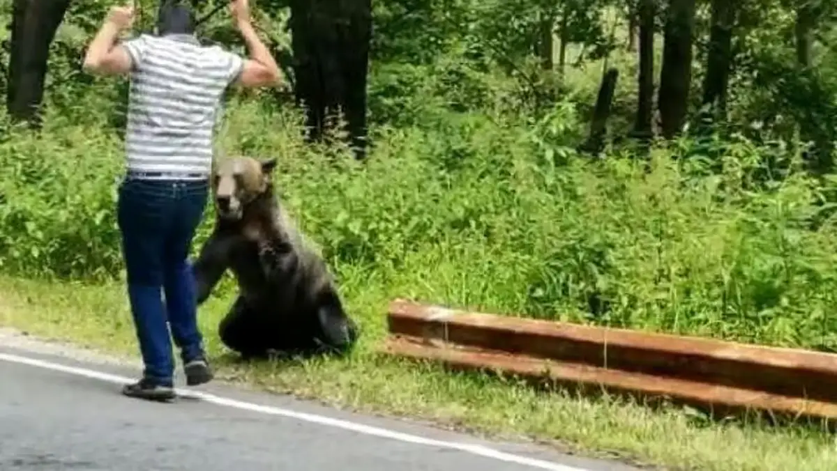 Bărbat de 34 de ani, DECEDAT după ce a fost atacat de un urs: Cum s-a produs tragedia